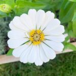Evelyn Sharma Instagram - 🌼 late summer bloom.. my favourite time of the year!