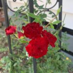 Evelyn Sharma Instagram - 🌼 late summer bloom.. my favourite time of the year!
