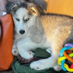 Hariprriya Instagram - Meet Crystal 🤩 the newest addition to our family ❤️ He’s a 3.5 months old blue-eyed husky. At a time when I was missing Lucky, Crystal came in home 2 months ago as a surprise gift... It's as though I'm meeting Lucky all over again! 🥰He was also born on the same day as Lucky - Dec 6th!! ❤️ Happy is very happy to find his lost friend 🥰 Shower your blessings to him 😇