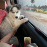 Hariprriya Instagram - Meet Crystal 🤩 the newest addition to our family ❤️ He’s a 3.5 months old blue-eyed husky. At a time when I was missing Lucky, Crystal came in home 2 months ago as a surprise gift... It's as though I'm meeting Lucky all over again! 🥰He was also born on the same day as Lucky - Dec 6th!! ❤️ Happy is very happy to find his lost friend 🥰 Shower your blessings to him 😇