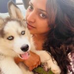 Hariprriya Instagram - Meet Crystal 🤩 the newest addition to our family ❤️ He’s a 3.5 months old blue-eyed husky. At a time when I was missing Lucky, Crystal came in home 2 months ago as a surprise gift... It's as though I'm meeting Lucky all over again! 🥰He was also born on the same day as Lucky - Dec 6th!! ❤️ Happy is very happy to find his lost friend 🥰 Shower your blessings to him 😇