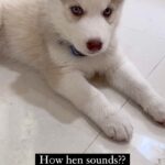 Himaja Instagram - My Cookie Saying I Love U ❤️ #husky #huskypuppy #puppiesofinstagram #dogsofinstagram #petslove #pets