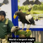 Ma Ka Pa Anand Instagram - Stellar sea eagle - the one and only