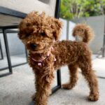 Mamta Mohandas Instagram – Hi. Just Monday selfies during our breaky! 😁

@fsbengaluru @fourseasons #monday #morning #breakfast #puppylife #instagood #instapuppy #guccigang #gucci #toypoodle #toypoodlelove #ilovebacon Four Seasons Hotel Bengaluru at Embassy One