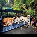 Manisha Koirala Instagram - Our morning 💐.. #famjam #sptingtime #pets #morningroutine