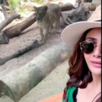 Parul Yadav Instagram - Look at me preen!!! Thank god for the glass between us. @loroparque #PYTravels #TravelGram #TravelLifeLove #TravelLifestyle #TravelDiaries #LoroParque #WhatABeautifulDay #DaySpentWell #Lioness #LionessArising #MajesticWildlife #WildlifeLovers #WildlifeIg #LookAtMe #AllThingsWild #NatureLovers #BeautifulNature #MotherNatureIsBeautiful #MondayMood #MondayPost #MondayMotivation #MondayOutfit #SpainTravel #SpainMemories Loro Parque