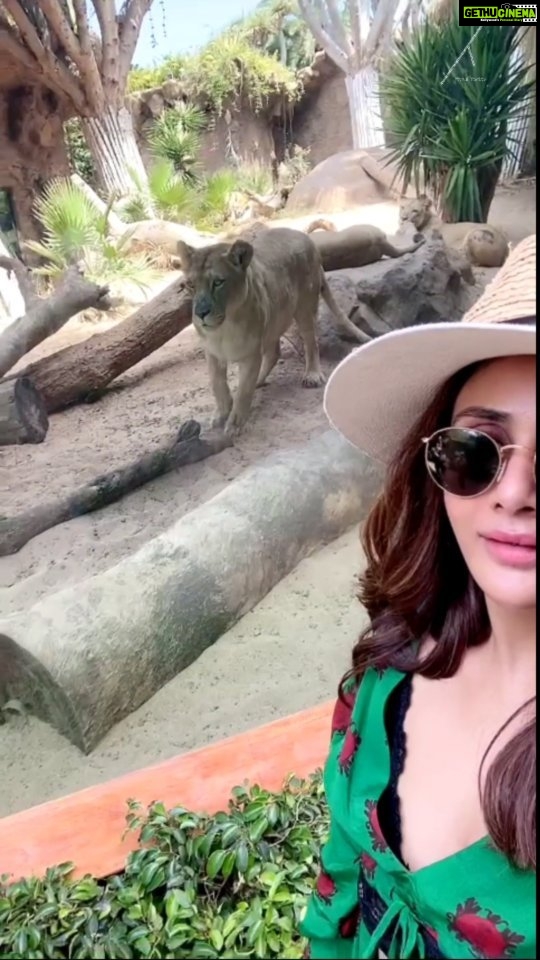 Parul Yadav Instagram - Look at me preen!!! Thank god for the glass between us. @loroparque #PYTravels #TravelGram #TravelLifeLove #TravelLifestyle #TravelDiaries #LoroParque #WhatABeautifulDay #DaySpentWell #Lioness #LionessArising #MajesticWildlife #WildlifeLovers #WildlifeIg #LookAtMe #AllThingsWild #NatureLovers #BeautifulNature #MotherNatureIsBeautiful #MondayMood #MondayPost #MondayMotivation #MondayOutfit #SpainTravel #SpainMemories Loro Parque