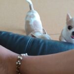 Punnagai Poo Gheetha Instagram - #Pumba #Yoga #Exercise #Gundu #Cute