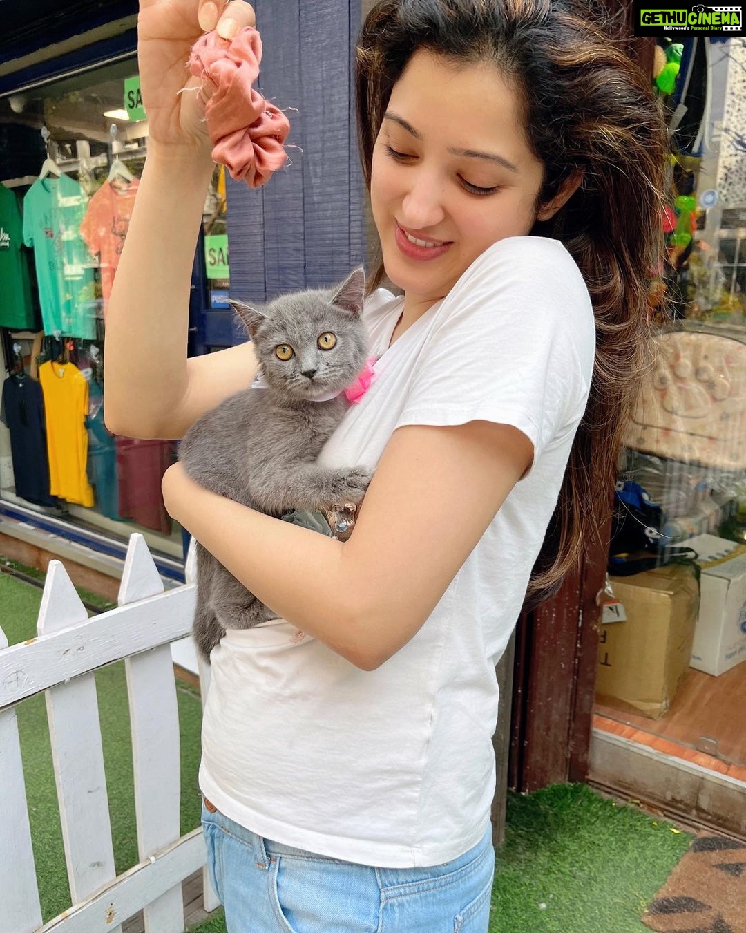 Richa Panai Instagram - She loves to pose like mumma!👻🐈⬛ Grazie’s first bath!!! Isn’t she looking more beautiful now?😍🤪🧿 #obsessedmom #touchwood #mybabies #missedthemsomuch #exoticshorthair #britishshorthair #greycat #cutecats #kittensofinstagram Mumbai, Maharashtra