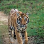 Sadha Instagram - Grasslands drove us crazy.. 😀 The Grasslandwali and her Cubs showed up during every safari but we could only see them crossing. Sometimes from front of the gypsy, sometimes from behind. This went in for 3 safaris.. In our Fourth safari, this bold cub of Grasslandwali decided to walk head on, on the fireline giving us good time to watch him and click too.. Every moment in the wild is cherished but some are extra special and this is one of them! 🐅 #corbett #jimcorbett #paar #jimcorbettnationalpark #uttarakhand #wildlife #tiger #wildlifephotography #traveller #loverfortravel #wildernessculture #sadaasgreenlife #jungleetraveller #tigerreserve #corbettnationalpark #blessed #gratitude #mylife #bigcats #tigersofindia #sonyalpha #sonya7riv @natgeotravellerindia @natgeoindia @natgeowild @bbcearth @sonybbcearth Dhikala, Corbett National Park