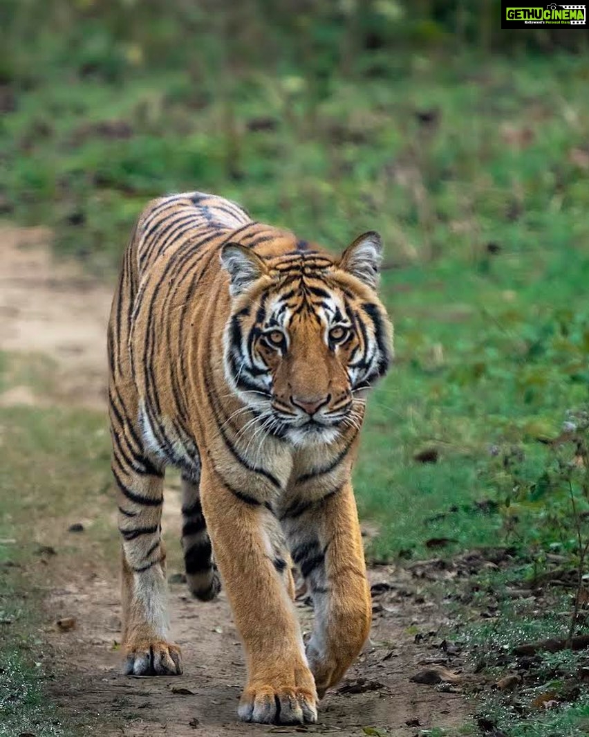 Sadha Instagram - Grasslands drove us crazy.. 😀 The Grasslandwali and her Cubs showed up during every safari but we could only see them crossing. Sometimes from front of the gypsy, sometimes from behind. This went in for 3 safaris.. In our Fourth safari, this bold cub of Grasslandwali decided to walk head on, on the fireline giving us good time to watch him and click too.. Every moment in the wild is cherished but some are extra special and this is one of them! 🐅 #corbett #jimcorbett #paar #jimcorbettnationalpark #uttarakhand #wildlife #tiger #wildlifephotography #traveller #loverfortravel #wildernessculture #sadaasgreenlife #jungleetraveller #tigerreserve #corbettnationalpark #blessed #gratitude #mylife #bigcats #tigersofindia #sonyalpha #sonya7riv @natgeotravellerindia @natgeoindia @natgeowild @bbcearth @sonybbcearth Dhikala, Corbett National Park