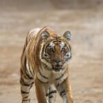 Sadha Instagram - I know it’s not a perfect picture as the legs are cropped but this is the best that could be managed in the given situation.. 🙈 It was the most unexpected encounter with this gorgeous lady known as Chuhapani female. She is said to be a very shy tigress who avoids human presence to the best of her ability. Like everyone else we had almost no hopes of seeing her. “Lekin jungle mein kabhi bhi kuch bhi ho sakta hai” It was very late in the evening when we were returning to Dhikala rest house and suddenly we heard "tiger tiger tiger"! There she was staring at us while crossing the road. She vanished in no time giving us an exclusive and memorable sighting.. ☺️ #corbett #jimcorbett #paar #jimcorbettnationalpark #uttarakhand #wildlife #tiger #wildlifephotography #traveller #loverfortravel #wildernessculture #sadaasgreenlife #jungleetraveller #tigerreserve #corbettnationalpark #blessed #gratitude #mylife #bigcats #tigersofindia #sonyalpha #sonya7riv @natgeotravellerindia @natgeoindia @natgeowild @bbcearth @sonybbcearth Corbett Tiger Reserve