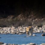 Sadha Instagram - This was our first safari in the core of Jim corbett where we encountered this beauty walking in the grass around the water body at Paar. She walked elegantly towards the water body while still in a mood to stalk the Sambhar but then she changed her mind and decided to relax in water. Later on she got up and started walking in the midst of the pool. Whenever I thought of Jim corbett, I had a frame in my mind of tiger in the water and on white river bed pebbles. But the real encounter was way more beautiful… Dreams do come true! 🤍 #corbett #jimcorbett #paar #jimcorbettnationalpark #uttarakhand #wildlife #tiger #wildlifephotography #traveller #loverfortravel #wildernessculture #sadaasgreenlife #jungleetraveller #tigerreserve #corbettnationalpark #blessed #gratitude #mylife #bigcats #tigersofindia #sonyalpha #sonya7riv @natgeotravellerindia @natgeoindia @natgeowild @bbcearth @sonybbcearth Corbett Tiger Reserve