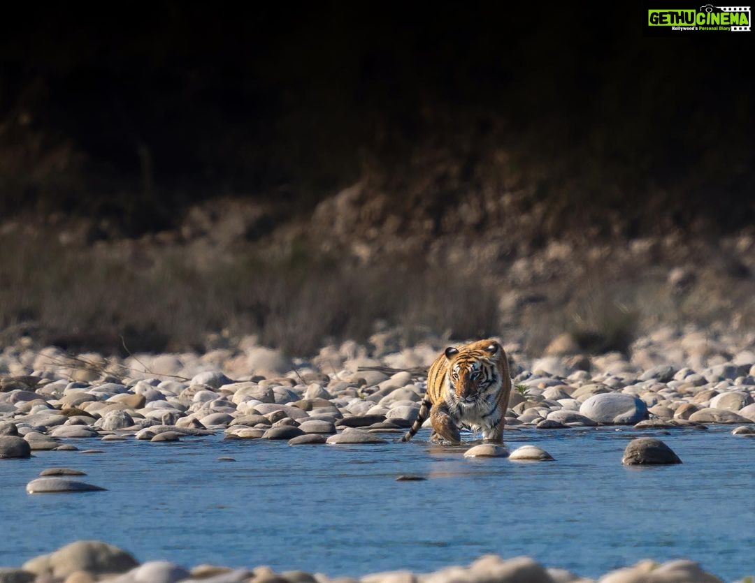 Sadha Instagram - This was our first safari in the core of Jim corbett where we encountered this beauty walking in the grass around the water body at Paar. She walked elegantly towards the water body while still in a mood to stalk the Sambhar but then she changed her mind and decided to relax in water. Later on she got up and started walking in the midst of the pool. Whenever I thought of Jim corbett, I had a frame in my mind of tiger in the water and on white river bed pebbles. But the real encounter was way more beautiful⦠Dreams do come true! š¤ #corbett #jimcorbett #paar #jimcorbettnationalpark #uttarakhand #wildlife #tiger #wildlifephotography #traveller #loverfortravel #wildernessculture #sadaasgreenlife #jungleetraveller #tigerreserve #corbettnationalpark #blessed #gratitude #mylife #bigcats #tigersofindia #sonyalpha #sonya7riv @natgeotravellerindia @natgeoindia @natgeowild @bbcearth @sonybbcearth Corbett Tiger Reserve
