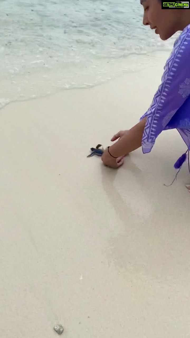 Sophie Choudry Instagram - On world wildlife day, sharing one of my most magical life experiences! š¢š„° Watching a group of baby sea turtles hatch and swim into the sea for the first time. Some of them got lost in the jungle but luckily we rescued them with the amazing marine biologist Kaya & my wonderful butler Yassir @discoversoneva .. And we helped get them back to the shore. Only 5% will survive but snorkeling the next day & seeing a grown sea turtle made me appreciate this even more. The beauty of natureā¤ļø Tku Soneva for the incredible respect you give to all living beingsā¤ļø #worldwildlifeday #seaturtles #hatchling #oceanlife #discoversoneva #sonevajani #experiencesoneva #experienceofalifetime #mothernature #circleoflife #turtle #rescue #sophiechoudry #maldives #animalreels