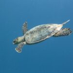 Sunny Leone Instagram – Nothing beats seeing a beautiful sea turtle!! 

@SIGNATURECOLLECTIONMALDIVES 
@HIDEAWAYBEACHMALDIVES 
@ASYOUPLAN Hideaway Beach Resort & Spa Maldives