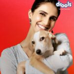 Vaani Kapoor Instagram – This Holi let’s make a pledge to all animals, our pets and strays. Let’s feed them right, hold them right, love them right and TREAT THEM RIGHT!

We all know how harmful the Holi colours are for the animals. It induces skin allergies and inflammation and when ingested, it leads to stomach and gastro issues. They get scared and frightened when we splash water on them. 
@Droolsindia and I urge you not to include them in your celebration of playing with colors.

Let’s be kind and have compassion towards them. Let’s make this HOLI safe for all!

#Drools #DroolsIndia #Holi #playsafe #animalcare  #protectstrays #sparethestray #TreatMeRight
