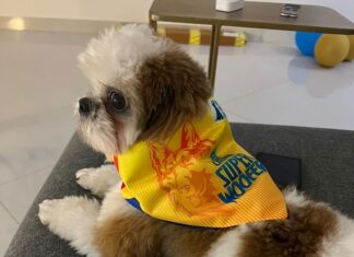 Varalaxmi Sarathkumar Instagram - All set to watch our lions roar....wooohooooo just can't wait.. @guccivaralaxmi @chennaiipl #cskforever #yellove🦁💛 @mahi7781 just can't wait to see you.... @ravindra.jadeja go kill it...!!! We are behind you... woooohoooo... Let the games begin... #ipl2022 @iplt20