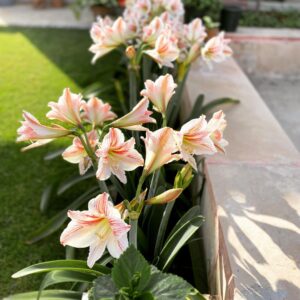 Vega Tamotia Instagram - Blooms in my garden!  #lily #nature #beauty #goodmorning