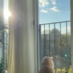 Aditi Chengappa Instagram - When the Sun comes out ☀️ . . . #sunshine #aesthetic #boho #interiordesign #peaceful #sun #catsofinstagram #plantlover #berlin Bezirk Mitte