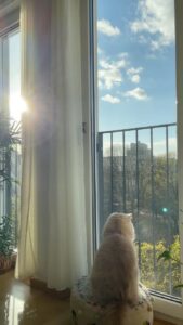 Aditi Chengappa Instagram - When the Sun comes out ☀️
.
.
.
#sunshine #aesthetic #boho #interiordesign #peaceful #sun #catsofinstagram #plantlover #berlin