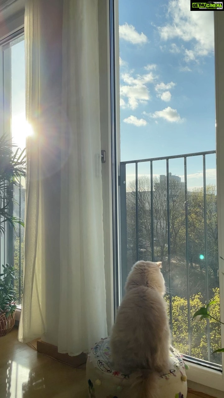 Aditi Chengappa - 251 Likes - When the Sun comes out ☀️
.
.
.
#sunshine #aesthetic #boho #interiordesign #peaceful #sun #catsofinstagram #plantlover #berlin