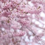 Aditi Chengappa Instagram - Let go and see🌸🌸 no one can take away what’s meant for you 🤗 . . . #cherryblossom #spring #berlin #springvibes #sakura #reels #flora #meditation #relaxing #calm Berlin, Germany