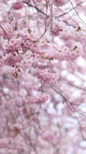Aditi Chengappa Instagram - Let go and see🌸🌸 no one can take away what’s meant for you 🤗
.
.
.
#cherryblossom #spring #berlin #springvibes #sakura #reels #flora #meditation #relaxing #calm