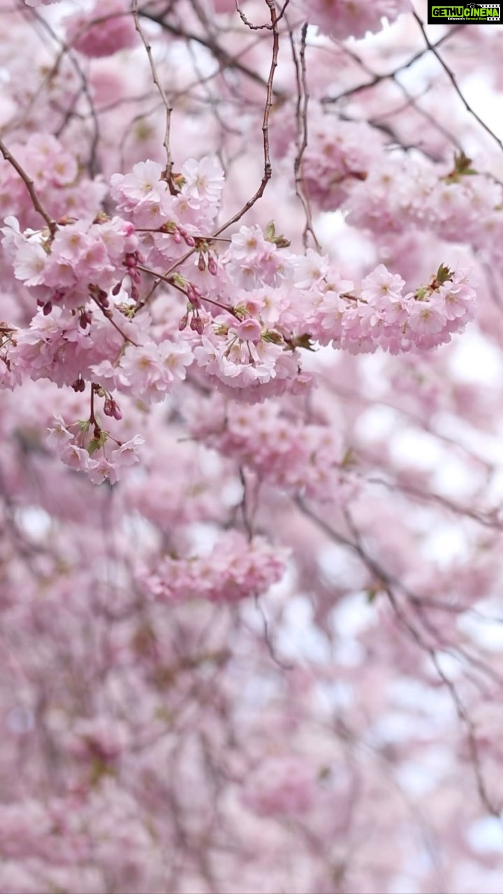 Aditi Chengappa - 163 Likes - Let go and see🌸🌸 no one can take away what’s meant for you 🤗
.
.
.
#cherryblossom #spring #berlin #springvibes #sakura #reels #flora #meditation #relaxing #calm
