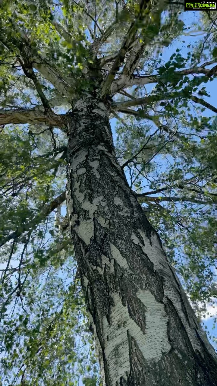 Aditi Chengappa Instagram - Komorebi πΏπ sunlight filtering through leaves is one of my most favorite sights in the world! Do you love it too? . . . #komorebi #trees #relax #ilovetrees #iphone12 #shotoniphone #reels #berlin #whatawonderfulworld #nature #relax #happy #peace #calm Berlin, Germany
