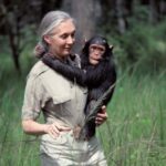 Amy Jackson Instagram – Happy 88th Birthday to one of my biggest inspirations #JaneGoodall 
‘Be yourself, be vocal, be a collaborator and be the change 💚’ 
Thankyou for dedicating your life to animals and Mother Earth… the world’s a better place because of you!!