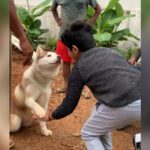 Arun Vijay Instagram – #Arnav’s training sessions with #Simba!! ❤ Unforgettable memories… #OhMyDog