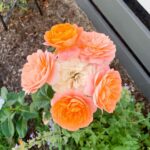 Evelyn Sharma Instagram - Obsessed with these peach coloured roses in my garden 🥰