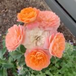 Evelyn Sharma Instagram - Obsessed with these peach coloured roses in my garden 🥰