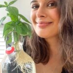Evelyn Sharma Instagram - Ever thought about growing your kitchen herbs in recycled glass bottles? 👩🏻‍🌾 Here’s how to propagate endless delicious basil in JIVA bottles! 😍♻️ @jivaproducts #tooprettytotoss #recycle #kitchenherbs #basil #jivakombucha #healthylifestyle #gardening #evelynsharma #allthatglitters