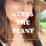 Evelyn Sharma Instagram - Can you guess which plant this is? 👩🏻‍🌾🌱 it has a floral, citrusy, and sweet flavour, is rich in immune-boosting antioxidants, and a staple herb in Indian and Mexican cuisine… #funfact to some people it tastes of soap! 😅 #planttrivia #tuesdaytrivia #guesstheplant #gardening #plantlove #healthyfood #growyourownfood #evelynsharma