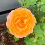 Evelyn Sharma Instagram - Obsessed with these peach coloured roses in my garden 🥰