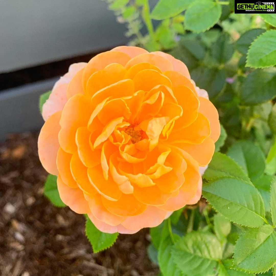Evelyn Sharma Instagram - Obsessed with these peach coloured roses in my garden 🥰