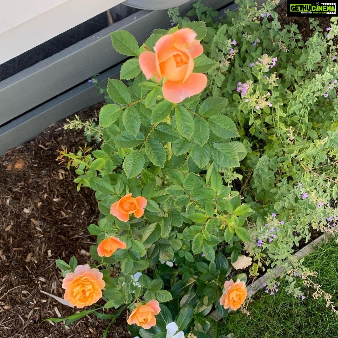 Evelyn Sharma Instagram - Obsessed with these peach coloured roses in my garden 🥰