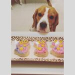 Gajala Instagram - Am a Big Boy #3yearsold 😍 it’s my BIRTHDAY🧁 . . @faisal_miya__photuwale @gazala24 @ujwalgupta_ @rishabh_shetty_ @dhiraj.shetty21 @tanvishindee @dj_aashikaa @shahdaisy @keertikelkar @muskaannpunjabi @pupcake.factory #birthdayboy #beagle #bucketthebeagle #3yrsold #myparents #bigboy