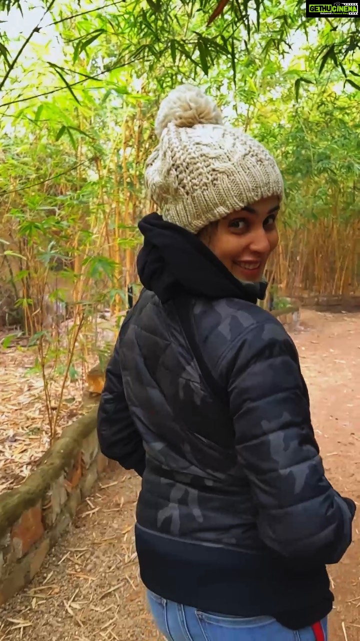 Genelia D'Souza Instagram - Shooting in Uk But totally missing home๐ Especially today Happy Gudi Padwa everyone N this was the most gratifying experience we had in #TadobaNationalPark Nature, animals, more safariโs- less/no zoos just keeps your mind so refreshed.. Makes you remember how #incredibleindia is and #maharashtratourism is just booming.. Was amazed to see how well looked after the environment was - no plastic bottles, clean air, clean surroundings and wildlife thriving and tigers from being almost an endangered species to fully flourishing Well done ๐๐ผ๐๐ผ๐๐ผ๐๐ผ@tadoba_andhari_national_park @maharashtratourismofficial