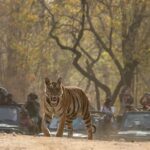 Isha Koppikar Instagram – Day3- Today’s tiger spotting in Bandhavgarh 🐯
Photo courtesy @thegamedrive @dstreetcopycat 

#ishakoppikarnarang #bhandhavgarh #nationalpark #tigerspotting #tigers #incredibleindia #indianwildlife #wildlife #tiger #animals #wildlifephotography