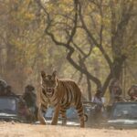 Isha Koppikar Instagram - Day3- Today’s tiger spotting in Bandhavgarh 🐯 Photo courtesy @thegamedrive @dstreetcopycat #ishakoppikarnarang #bhandhavgarh #nationalpark #tigerspotting #tigers #incredibleindia #indianwildlife #wildlife #tiger #animals #wildlifephotography