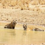 Isha Koppikar Instagram - Day3- Today’s tiger spotting in Bandhavgarh 🐯 Photo courtesy @thegamedrive @dstreetcopycat #ishakoppikarnarang #bhandhavgarh #nationalpark #tigerspotting #tigers #incredibleindia #indianwildlife #wildlife #tiger #animals #wildlifephotography