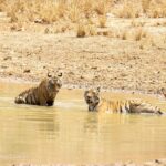 Isha Koppikar Instagram – Day3- Today’s tiger spotting in Bandhavgarh 🐯
Photo courtesy @thegamedrive @dstreetcopycat 

#ishakoppikarnarang #bhandhavgarh #nationalpark #tigerspotting #tigers #incredibleindia #indianwildlife #wildlife #tiger #animals #wildlifephotography