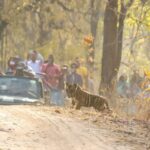 Isha Koppikar Instagram - Day3- Today’s tiger spotting in Bandhavgarh 🐯 Photo courtesy @thegamedrive @dstreetcopycat #ishakoppikarnarang #bhandhavgarh #nationalpark #tigerspotting #tigers #incredibleindia #indianwildlife #wildlife #tiger #animals #wildlifephotography