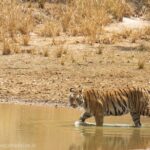 Isha Koppikar Instagram - Day3- Today’s tiger spotting in Bandhavgarh 🐯 Photo courtesy @thegamedrive @dstreetcopycat #ishakoppikarnarang #bhandhavgarh #nationalpark #tigerspotting #tigers #incredibleindia #indianwildlife #wildlife #tiger #animals #wildlifephotography