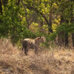 Isha Koppikar Instagram - Day3- Today’s tiger spotting in Bandhavgarh 🐯 Photo courtesy @thegamedrive @dstreetcopycat #ishakoppikarnarang #bhandhavgarh #nationalpark #tigerspotting #tigers #incredibleindia #indianwildlife #wildlife #tiger #animals #wildlifephotography