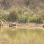 Isha Koppikar Instagram - Day3- Today’s tiger spotting in Bandhavgarh 🐯 Photo courtesy @thegamedrive @dstreetcopycat #ishakoppikarnarang #bhandhavgarh #nationalpark #tigerspotting #tigers #incredibleindia #indianwildlife #wildlife #tiger #animals #wildlifephotography