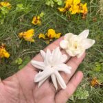 Ishika Singh Instagram - Blooming buds turning into fragrant flowers heals the lonely soul. #jasmine #jasmineflowers #jasmineflower #jasminefragrance #budsintoflowers #fragrance #fragnantflowers #peaceofmind #peaceful #soul #soulhealing #soulawakening #mytime #timeless